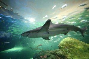 Dive-with-sharks-in-Aquarium-Lanzarote-and-Native-Diving