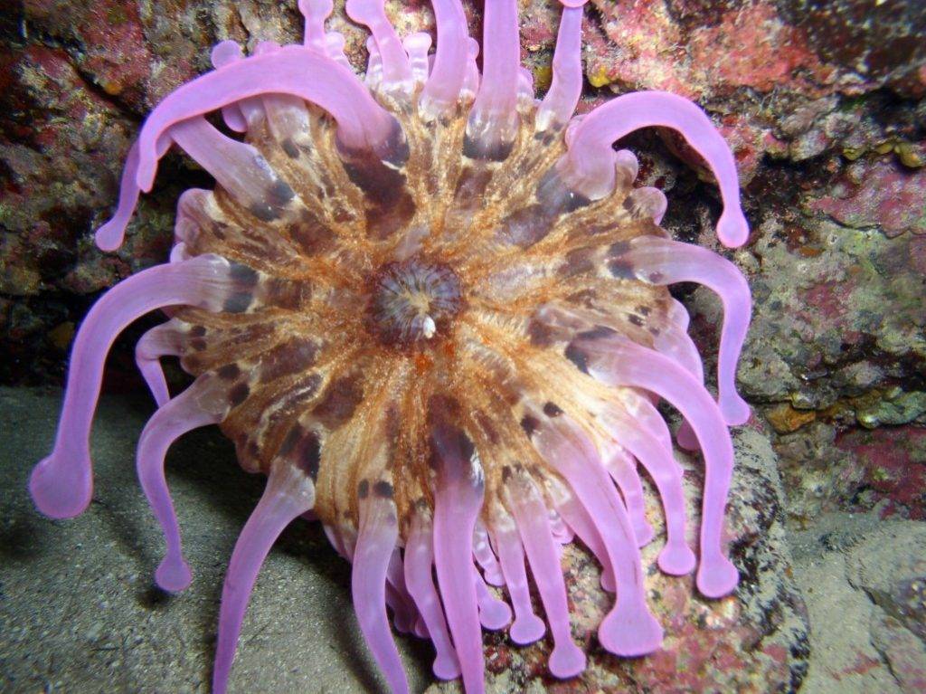 anemona roatan