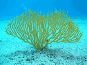 Gorgonia amarilla