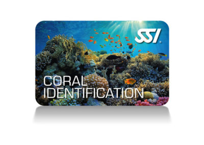 Identificación de corales