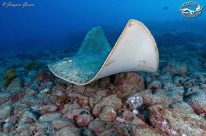 MANTELINA- BUTTERFLY RAY