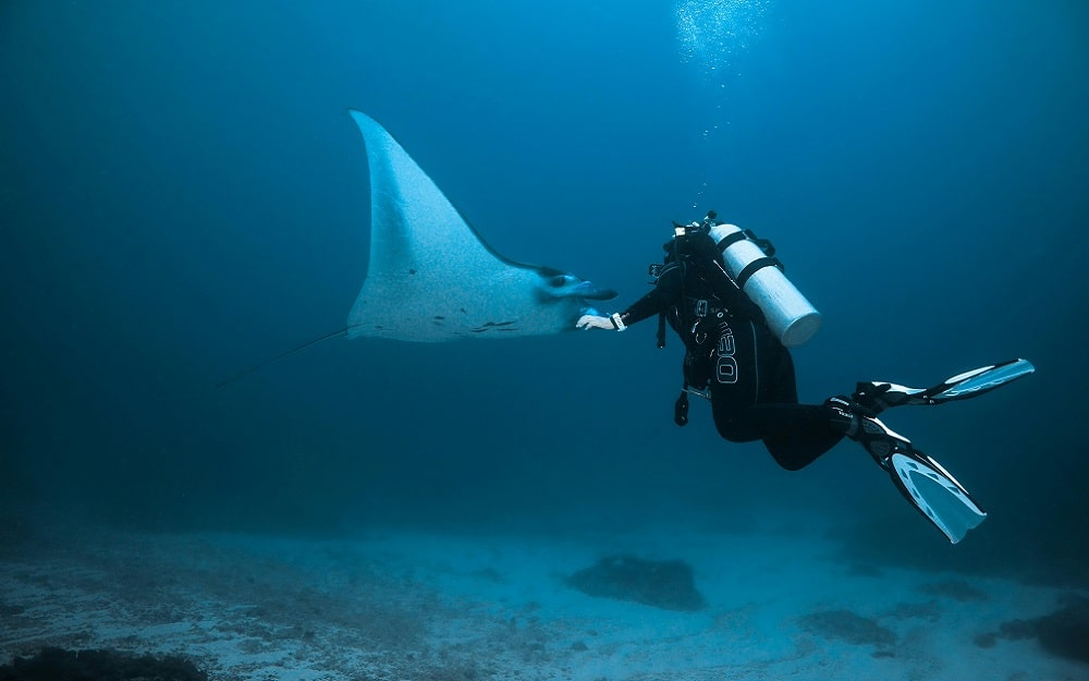 ¡Bucea entre la fauna submarina de Lanzarote!