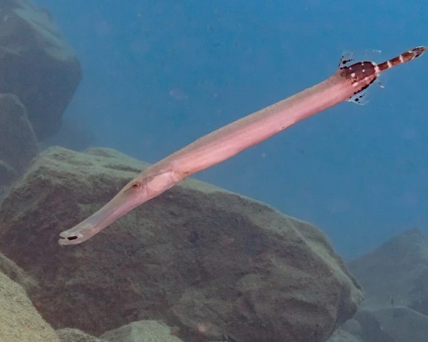 pez trompeta fauna submarina